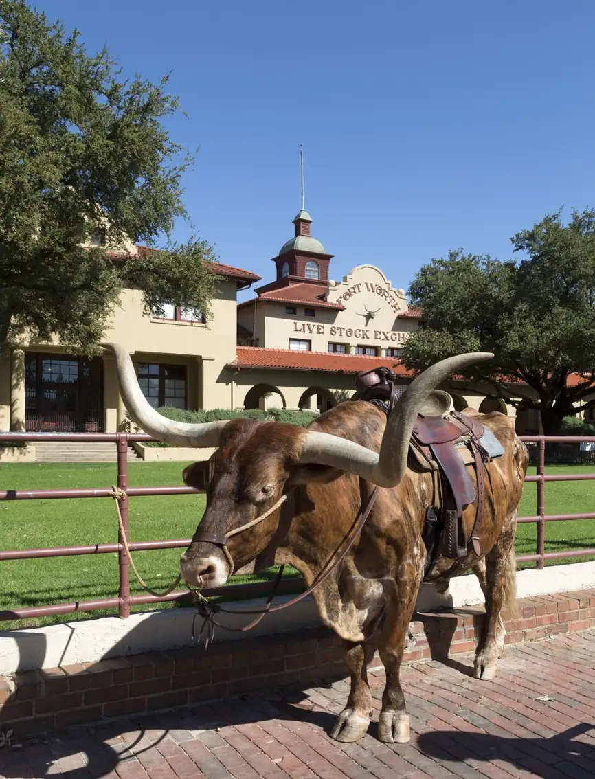 A saddled longhorn in front of the Livestock Exchange in the Fort Worth Stockyards